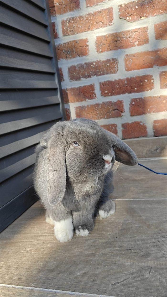 Chaussette, lapin bélier gris, assis sur la terrasse