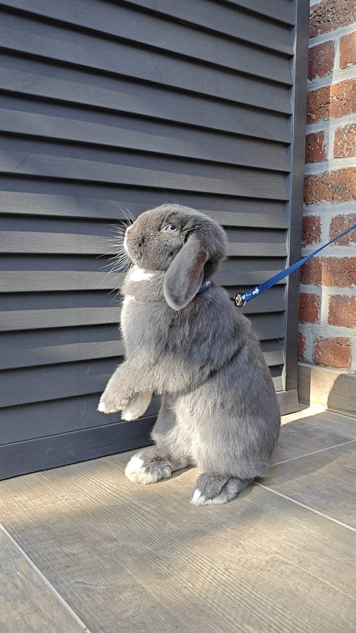 Chaussette, lapin bélier gris, dressé sur ses pattes arrière