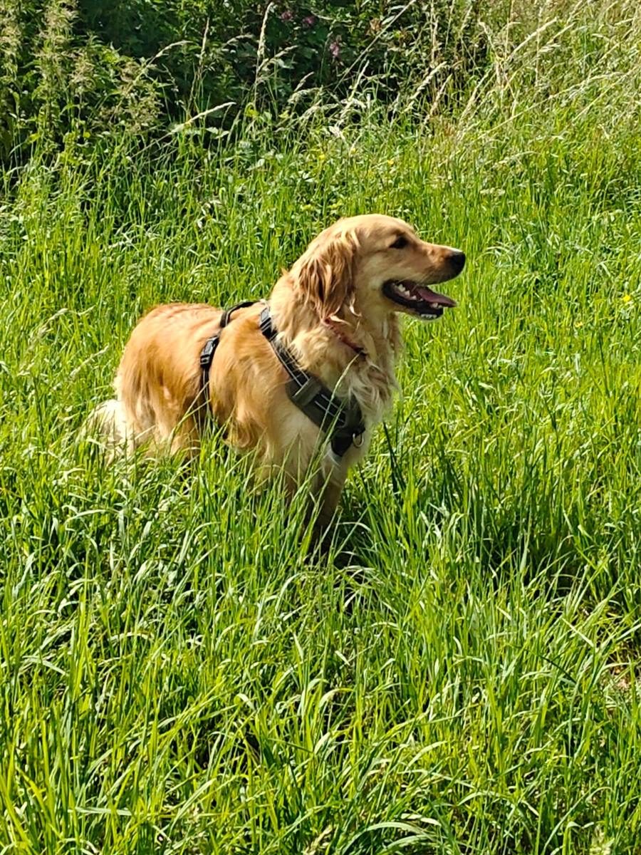 Soma, golden retriever, dans les hautes herbes du jardin