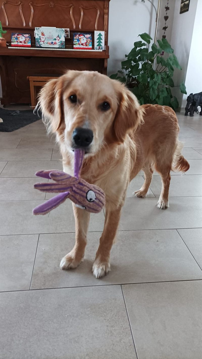 Soma, un jouet en peluche dans la gueule