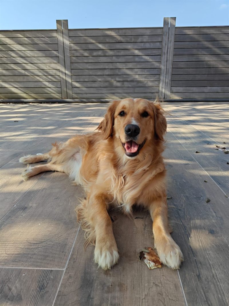 Soma, golden retriever, allongée sur la terrasse du cabinet